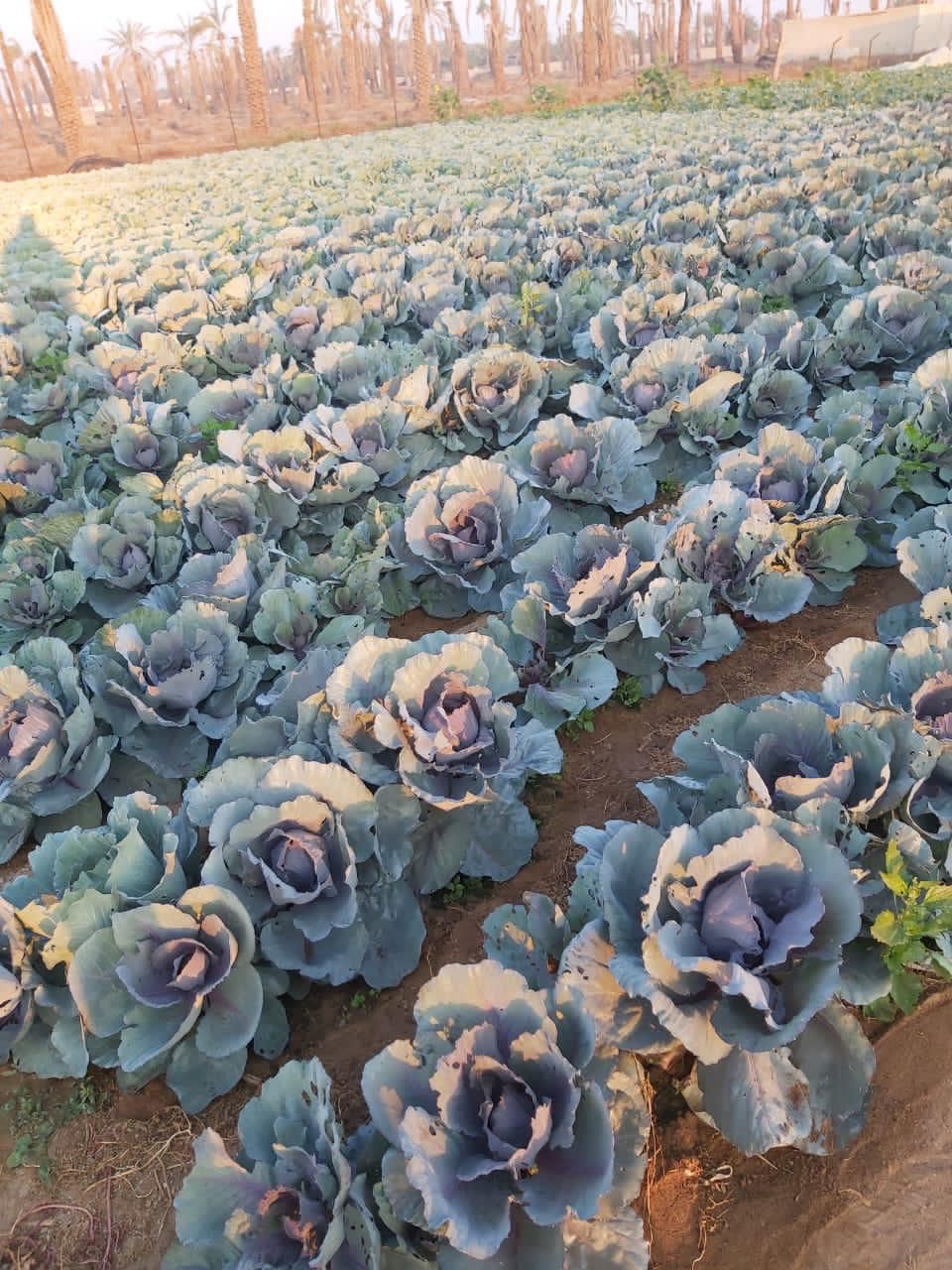 Cabbage Red